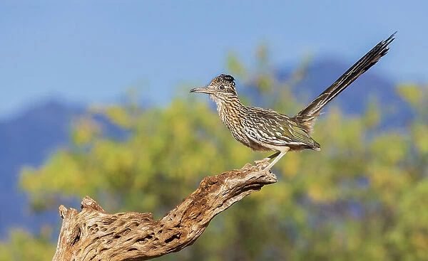 Greater roadrunner, a brief moment on a cactus skeleton, USA, Arizona