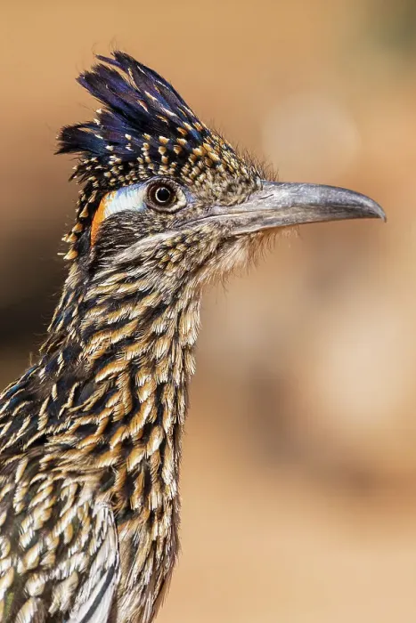 Framed Print : Greater Roadrunner in desert, Pima County, Arizona