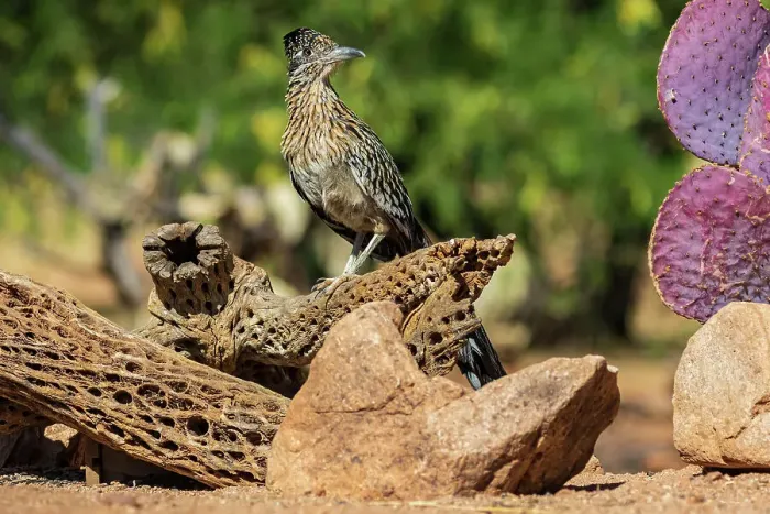 Framed Print : Greater Roadrunner in desert, Pima County, Arizona Framed Print : Greater Roadrunner in desert, Pima County, Arizona