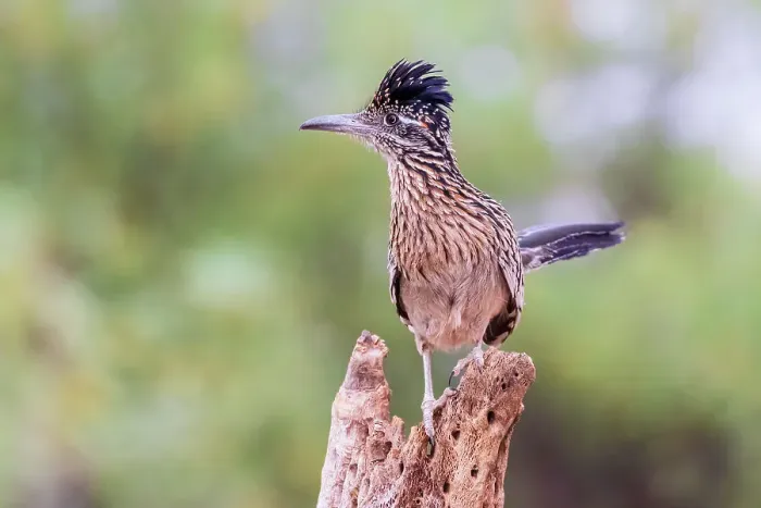 Framed Print : Greater Roadrunner in desert, Pima County, Arizona Framed Print : Greater Roadrunner in desert, Pima County, Arizona