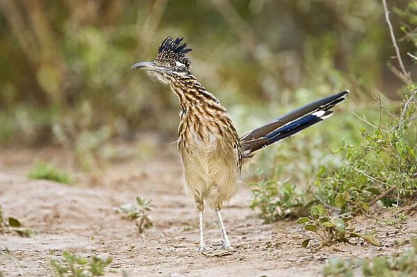 Greater Roadrunner (Geococcyx californianus) excited adult, foraging, south Texas