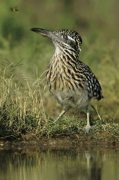 Greater Roadrunner, Geococcyx californianus, adult drinking, Starr County, Rio Grande Valley