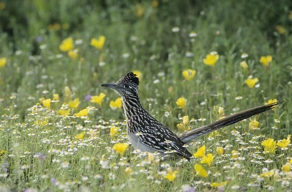 Greater Roadrunner, Geococcyx californianus, adult in wildflowers, Choke Canyon State Park