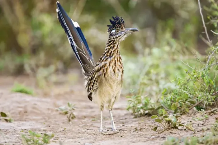 Framed Print : Greater Roadrunner (Geococcyx californianus) excited adult, foraging, south Texas Framed Print : Greater Roadrunner (Geococcyx californianus) excited adult, foraging, south Texas