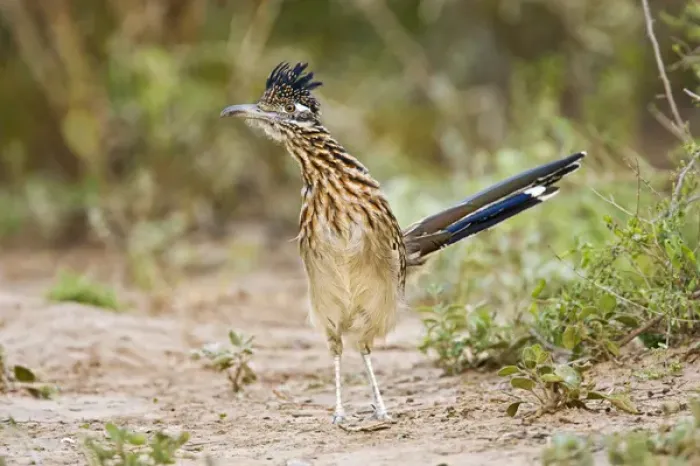 Framed Print : Greater Roadrunner (Geococcyx californianus) excited adult, foraging, south Texas Framed Print : Greater Roadrunner (Geococcyx californianus) excited adult, foraging, south Texas