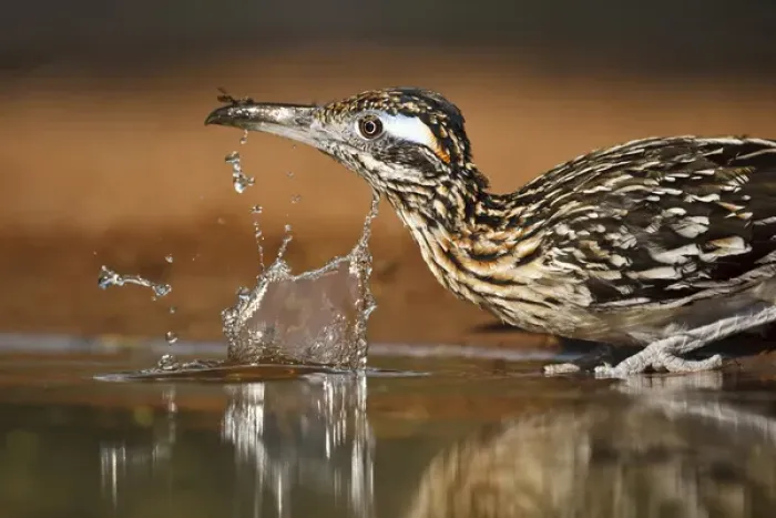 Framed Print : Greater Roadrunner (Geococcyx californianus) in Texas
