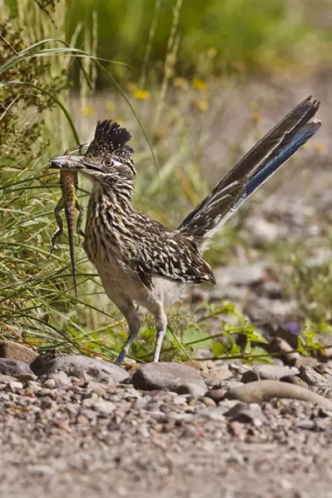 Framed Print : Greater Roadrunner (Geococcyx californianus) in Texas Framed Print : Greater Roadrunner (Geococcyx californianus) in Texas