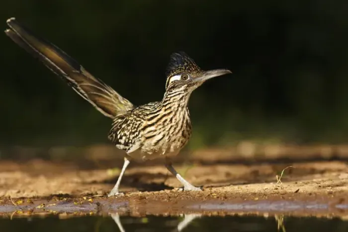 Framed Print : Greater Roadrunner (Geococcyx californianus) in Texas