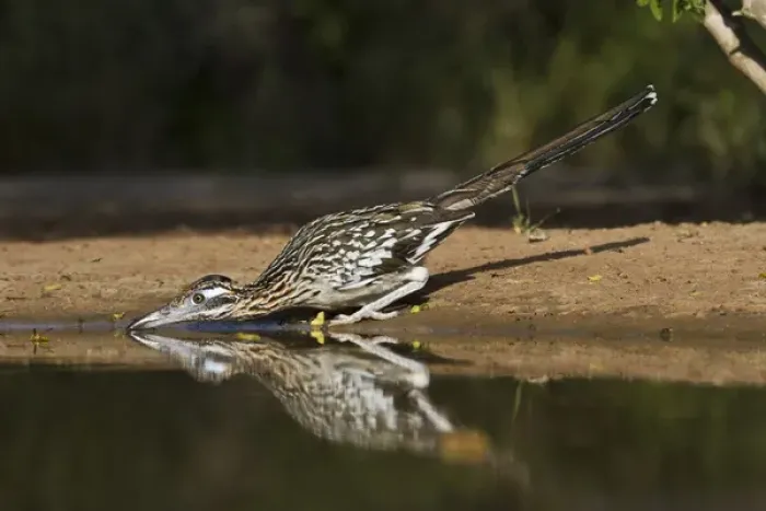 Framed Print : Greater Roadrunner (Geococcyx californianus) in Texas