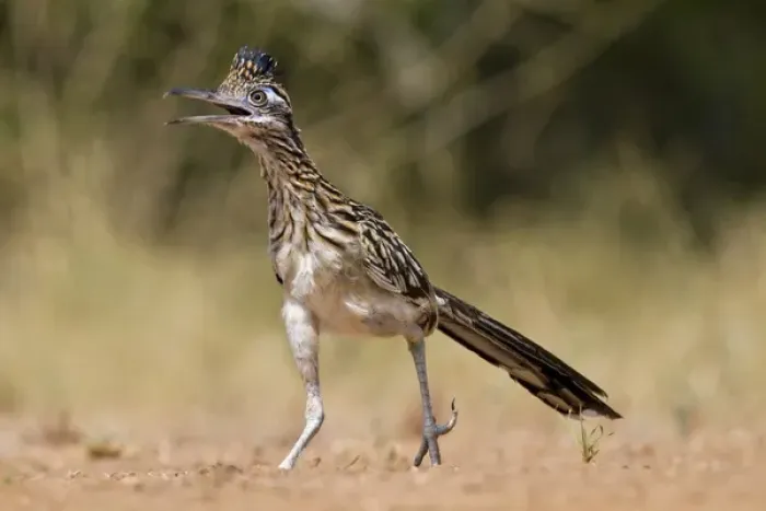 Framed Print : Greater Roadrunner (Geococcyx californianus) in Texas