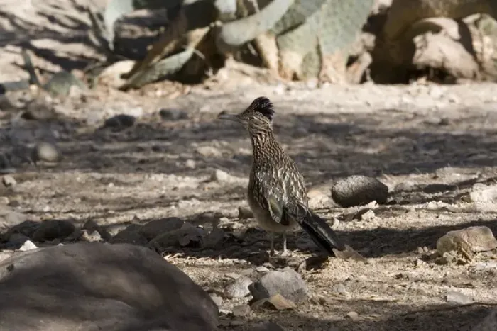 Framed Print : Greater Roadrunner posing in desert environment of southern California Framed Print : Greater Roadrunner posing in desert environment of southern California