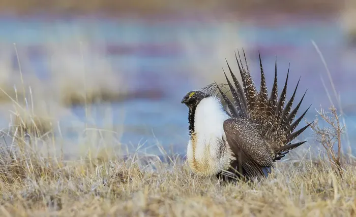 Framed Print : Greater sage grouse Framed Print : Greater sage grouse