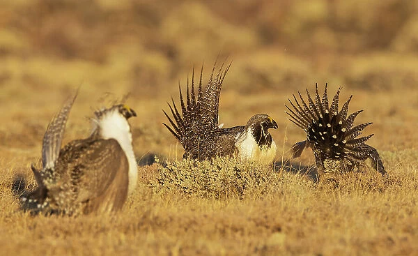 Greater sage grouse altercation