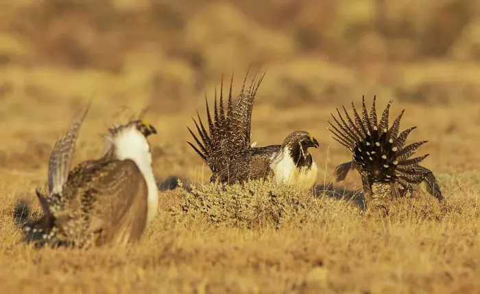 Framed Print : Greater sage grouse altercation Framed Print : Greater sage grouse altercation
