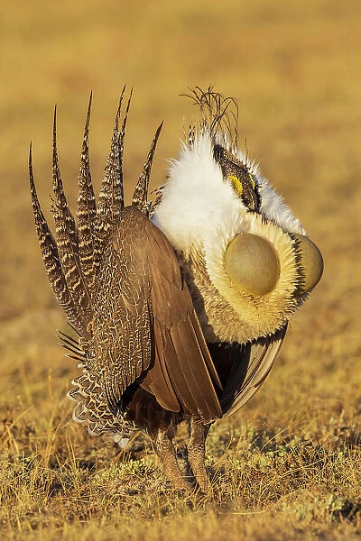 Greater sage grouse courtship display