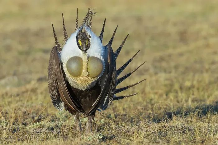 Framed Print : Greater sage grouse courtship display Framed Print : Greater sage grouse courtship display