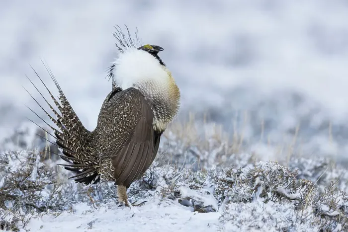 Framed Print : Greater sage grouse, courtship display, Colorado, USA