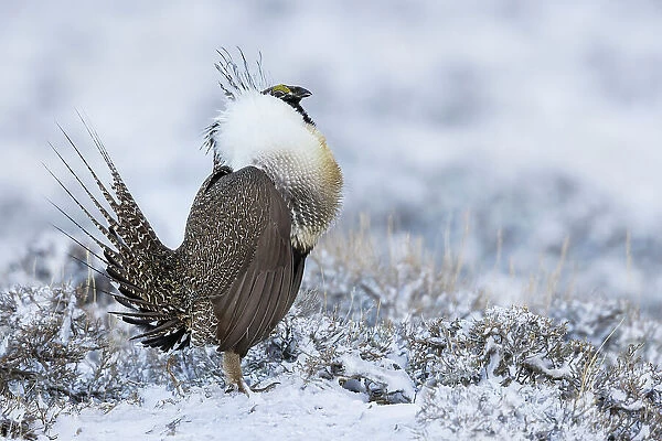 Greater sage grouse, courtship display, Colorado, USA