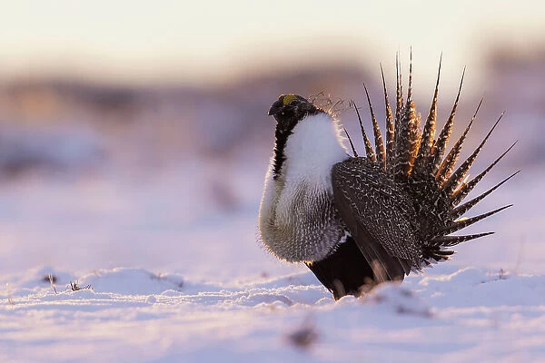 Greater sage grouse, dawn dance