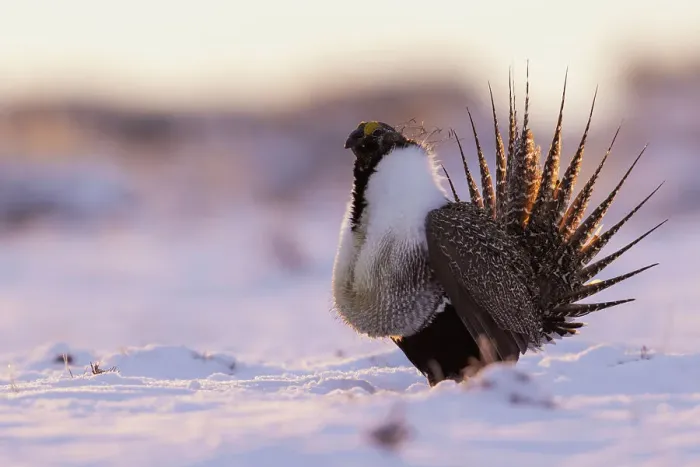 Framed Print : Greater sage grouse, dawn dance Framed Print : Greater sage grouse, dawn dance