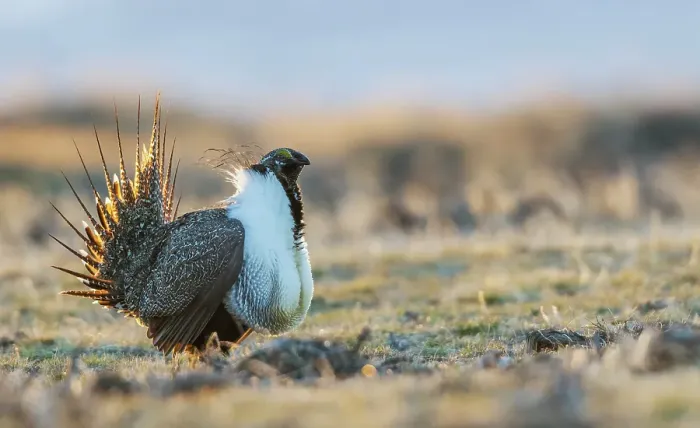 Framed Print : Greater sage grouse male performing courtship dance on lek Framed Print : Greater sage grouse male performing courtship dance on lek
