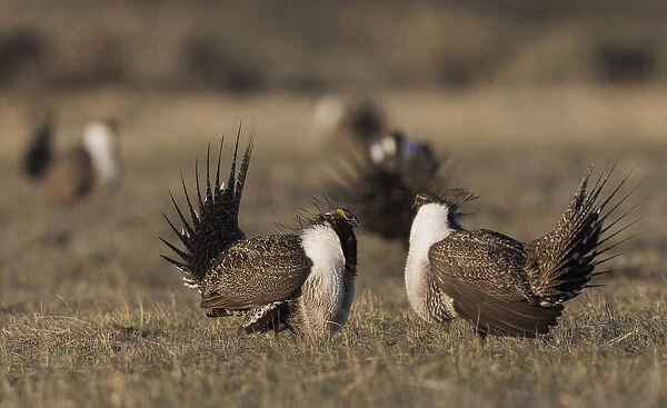 Greater Sage-Grouse males, facing off