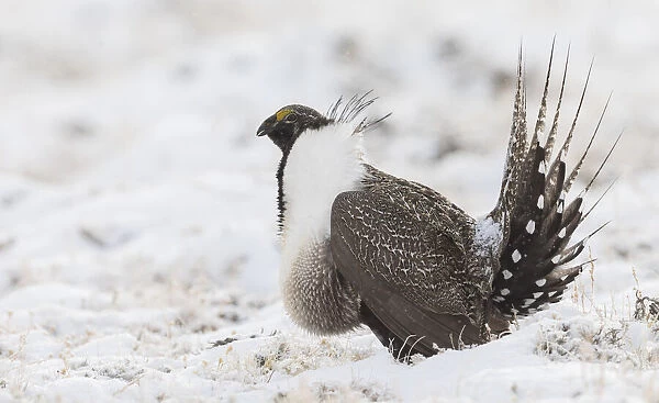 Greater Sage-Grouse, snowy courtship dance