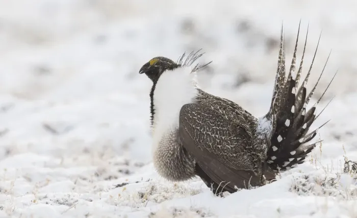 Framed Print : Greater Sage-Grouse, snowy courtship dance Framed Print : Greater Sage-Grouse, snowy courtship dance