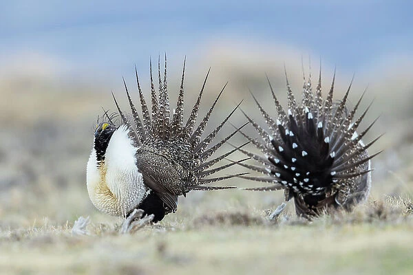 Greater sage grouse, spring courtship display on the lek, Colorado, USA