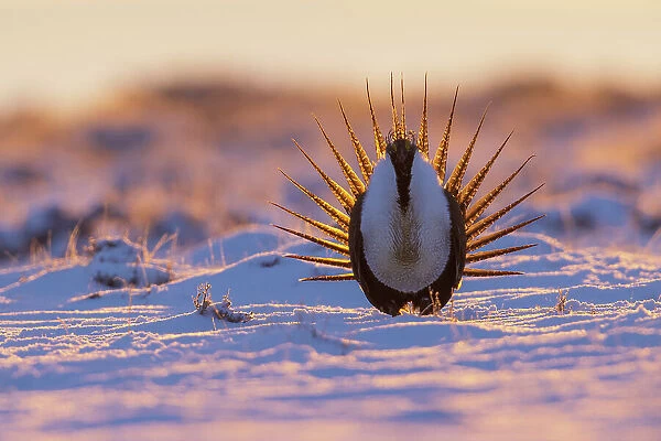 Greater sage grouse, sunrise courtship dance, Colorado, USA