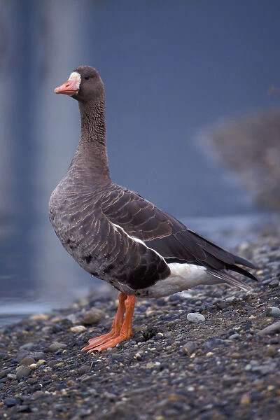 greater white-fronted geese, Anser albifrons, along the 1002 coastal plain of the