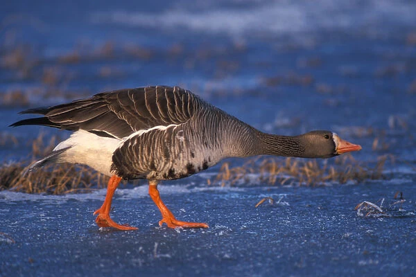 greater white-fronted goose, Anser albifrons, walking along the frozen 1002 Coastal