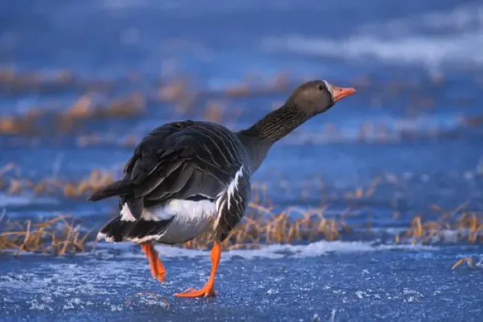 Framed Print : greater white-fronted goose, Anser albifrons, walking on the frozen 1002 Coastal