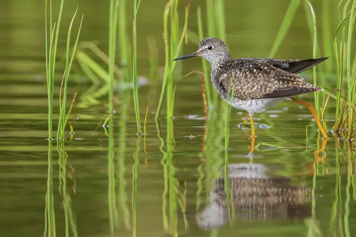 Framed Print : Greater yellowlegs stretching Framed Print : Greater yellowlegs stretching