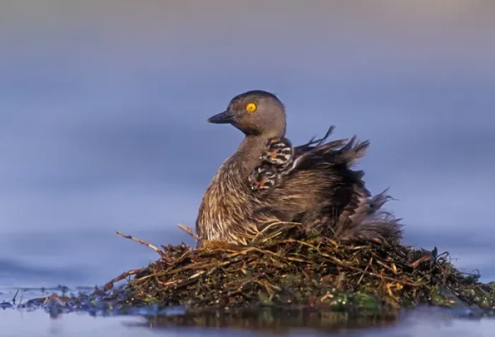 Framed Print : Least Grebe, Tachybaptus dominicus, adult on nest with 1 day old young on back, Lake Corpus Christi