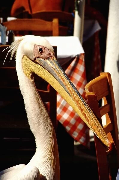 Greece, Aegean Sea, Mykonos. Seaside cafes mascot, a large pelican, walks freely