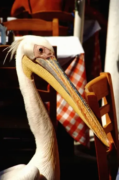 Framed Print : Greece, Aegean Sea, Mykonos. Seaside cafes mascot, a large pelican, walks freely