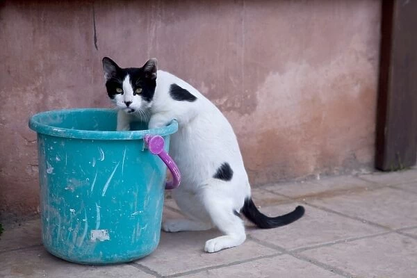 Greece, Crete, Chania, Old Harbor, Cat in bucket, drinking