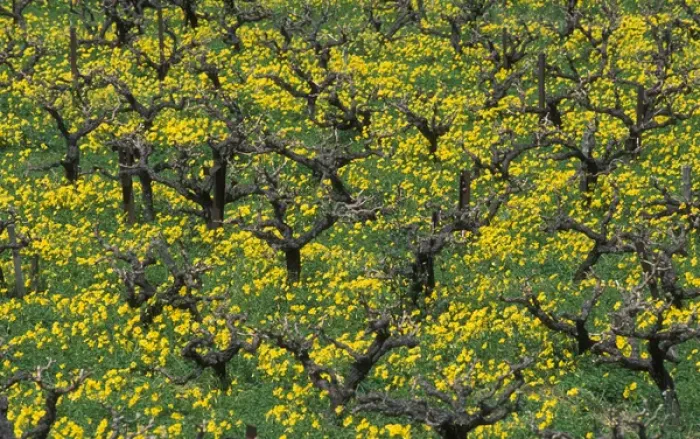Framed Print : Greece, Crete, grape vines, spring Framed Print : Greece, Crete, grape vines, spring
