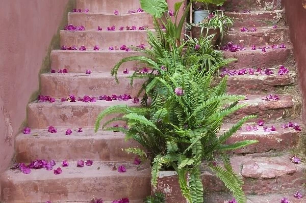 GREECE, CRETE, Hania Province, Hania: Spring Flowers on Staircase