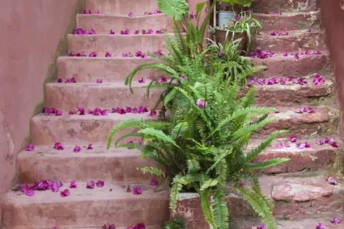 Framed Print : GREECE, CRETE, Hania Province, Hania: Spring Flowers on Staircase Framed Print : GREECE, CRETE, Hania Province, Hania: Spring Flowers on Staircase