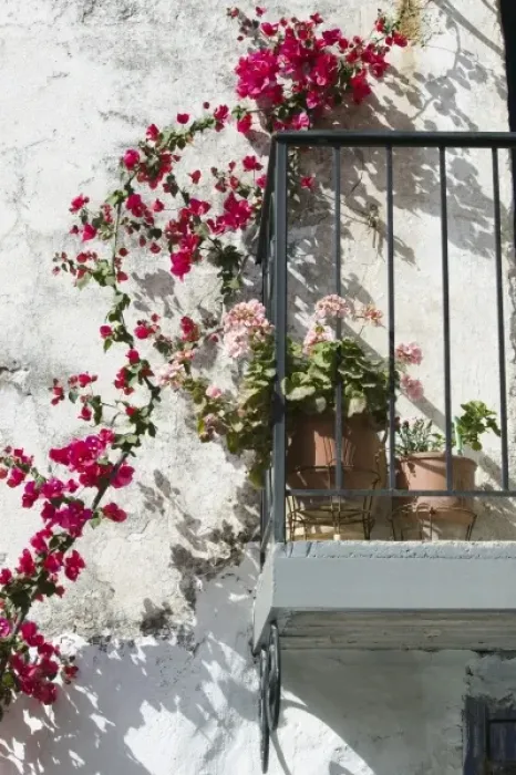 Framed Print : GREECE, CRETE, Hania Province, Vamos: Spring Flowers Detail Framed Print : GREECE, CRETE, Hania Province, Vamos: Spring Flowers Detail
