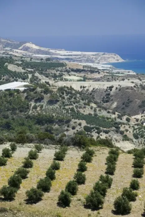 Framed Print : GREECE, CRETE, Iraklio Province, Keratokambos: Hillside Olive Grove Framed Print : GREECE, CRETE, Iraklio Province, Keratokambos: Hillside Olive Grove