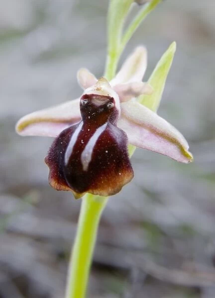 Greece, Crete. Orchid in bloom (Ophrys sprunerii)