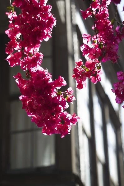 GREECE, CRETE, Rethymno Province, Rethymno: Old Quarter, Pink Spring Flowers