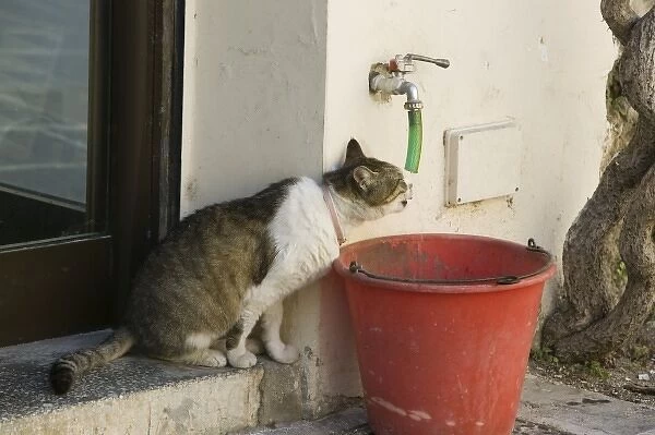 GREECE, Dodecanese Islands, RHODES, Rhodes Town: Rhodes Old Town, Cat with a drinking problem (NR