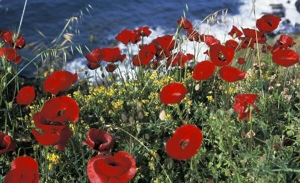 Greece, Ikaria. Poppies in spring