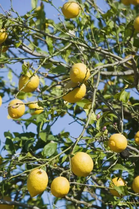 Framed Print : GREECE-Ionian Islands-ZAKYNTHOS-GERAKARI: Lemons Framed Print : GREECE-Ionian Islands-ZAKYNTHOS-GERAKARI: Lemons