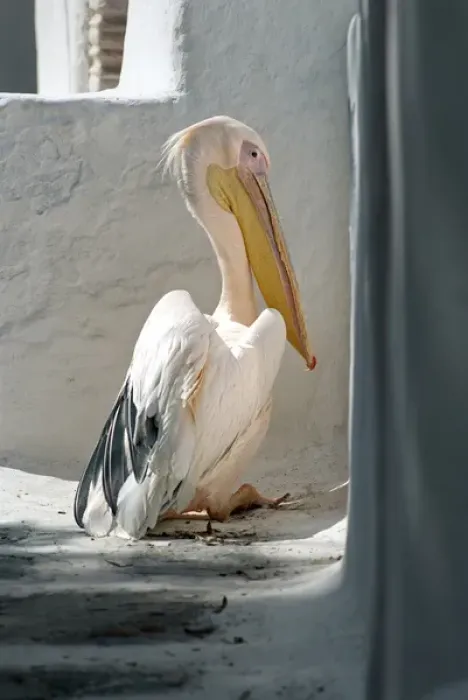 Framed Print : Greece; Mykonos; Chora. Petros the Pelican has been the official mascot of Mykonos