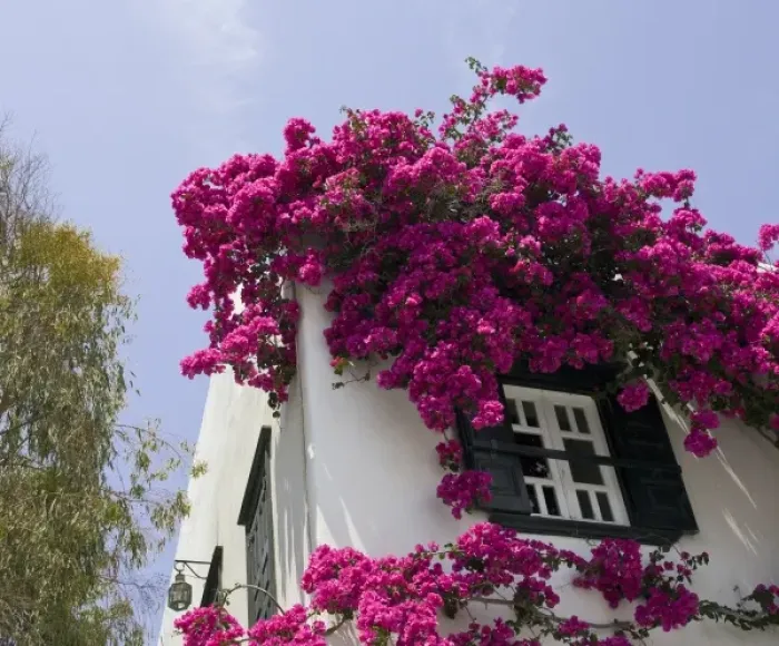 Framed Print : Greece, Mykonos, Hora. Bougainvillea flowing from roof of building Framed Print : Greece, Mykonos, Hora. Bougainvillea flowing from roof of building